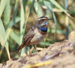 Red-spotted Bluethroat (Male)