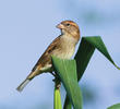 Spanish Sparrow (Female)
