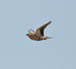 Spotted Sandgrouse (Male, OMAN)