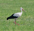 Western White Stork