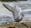 White-cheeked Tern (Breeding plumage)