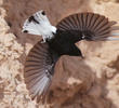 White-crowned Wheatear (Winter immature)