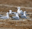 Slender-billed Gulls (Nesting colony)