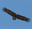 Cinereous Vulture (GREECE)