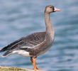 Greater White-fronted Goose (Juvenile)