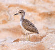 White-tailed Lapwing (Fledgling)