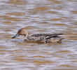 Northern Pintail (Female)