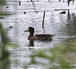 Tufted Duck (Female)