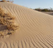 Humock dunes near the border